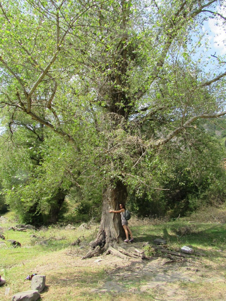 Tree hugger in Borjomi